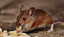 24 Hour & Emergency Exterminators in WW Grainger Inc, IL